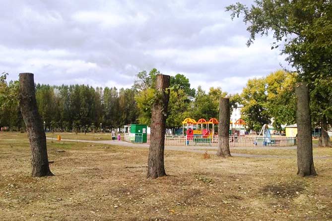 старые деревья в парке города