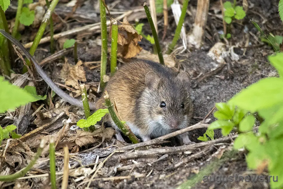мышь полевка в огороде