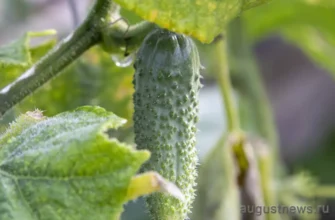 вырос огурец в теплице