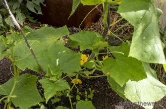 растут огурцы в теплице