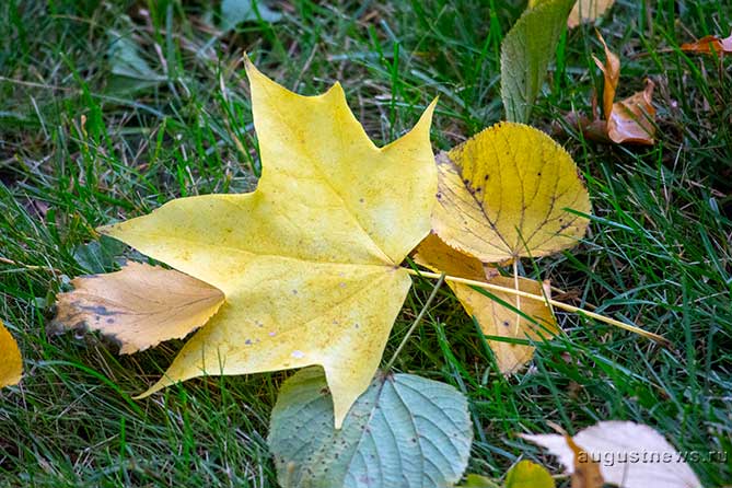 желтые осенние листя лежат на траве