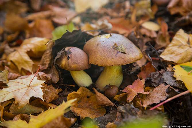два красивых гриба под листьями