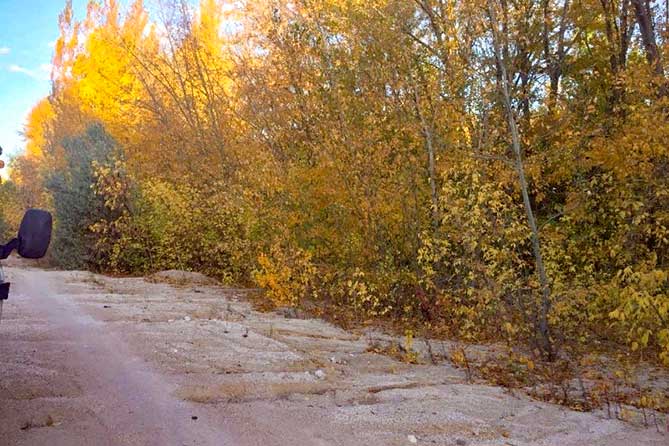 желтые деревья в осеннем лесу Ставропольского района