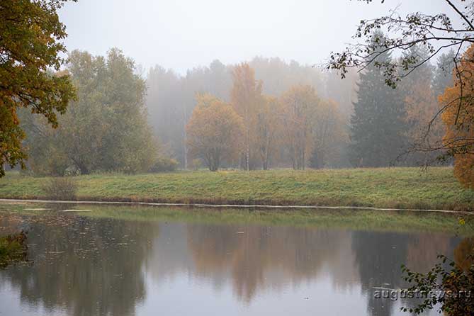 лес и туман осенью в октябре