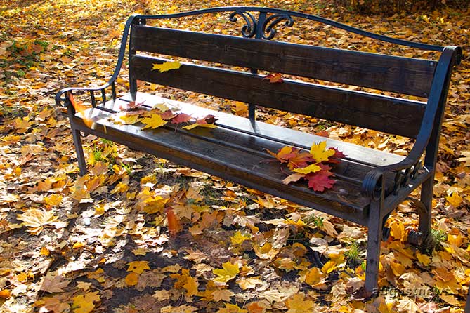 разноцветные кленовые листья лежат на скамейке