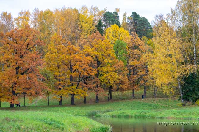 деревья с желтой листвой осенью
