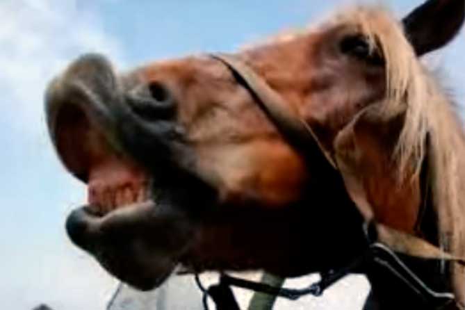 конь показывает зубы