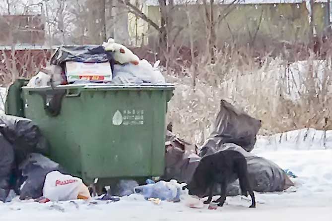 собака роется в мусоре