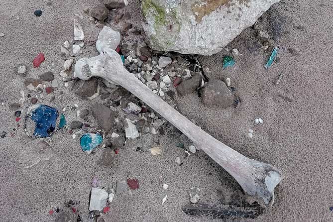 большая кость и камни на песке