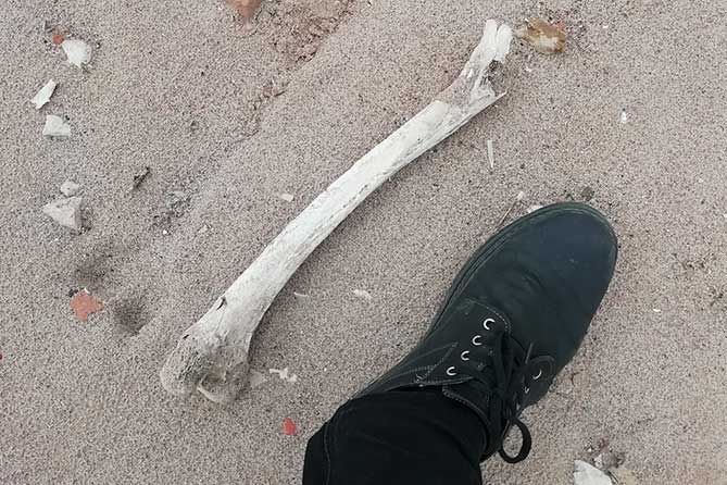 кость на берегу рядом с ногой мужчины