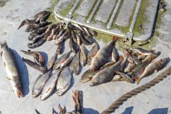 незаконный вылов рыбы в Волге