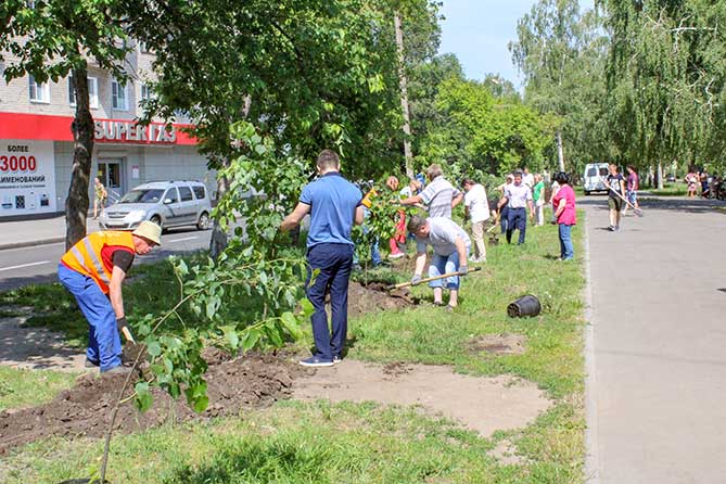 посадка молодых лип на улице Карла Маркса