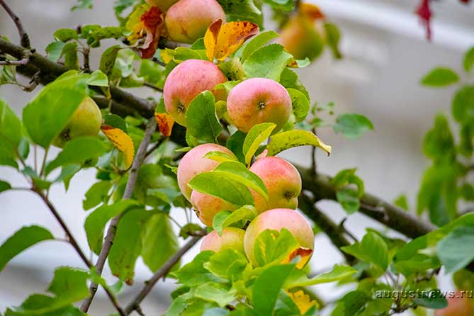 спелые плоды на яблоне