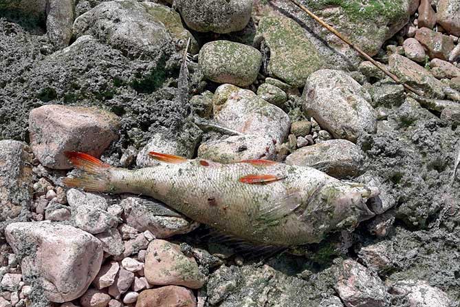 мертвая рыба лежит на камнях берега Волги