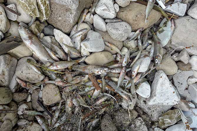 мертвая рыба лежит на берегу Волги