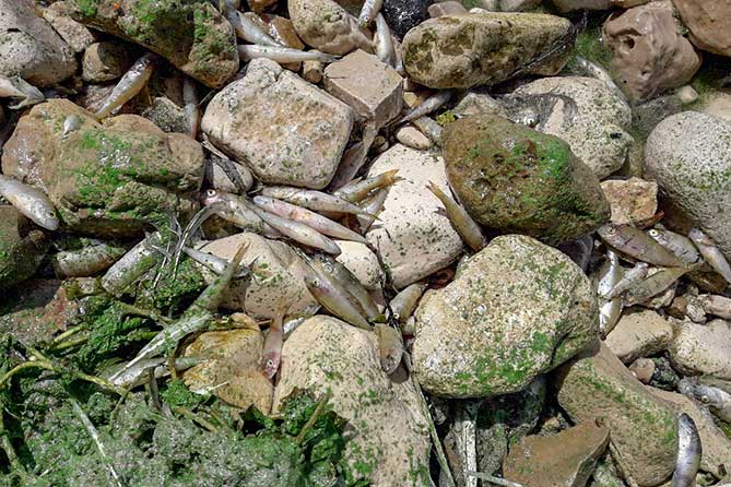 мертвая рыба и сине-зеленые водоросли на берегу Волги