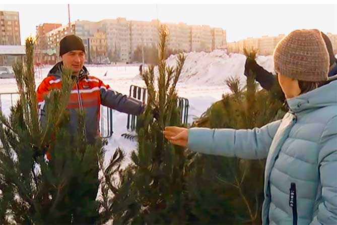 продажа елок в тольятти