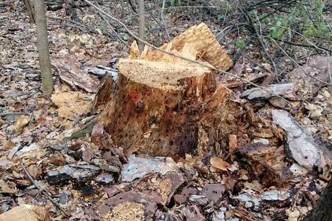спилено аварийное дерево в лесу