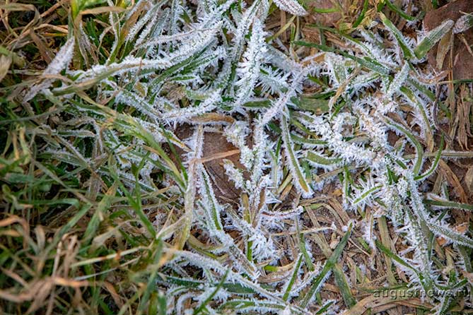 мороз и заморозки на траве