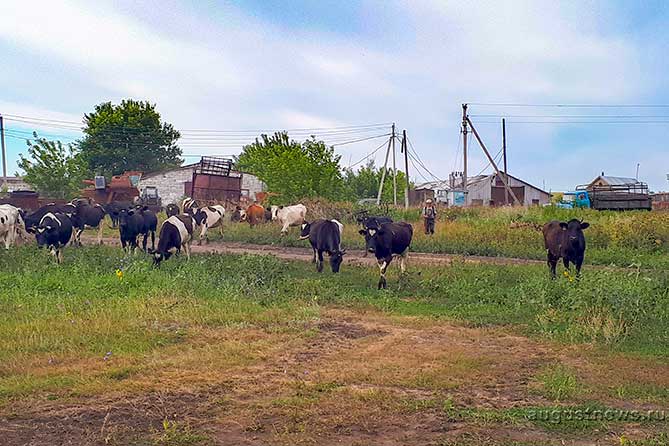 стадо коров в деревне летом