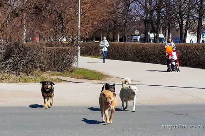 собаки бегут по улице