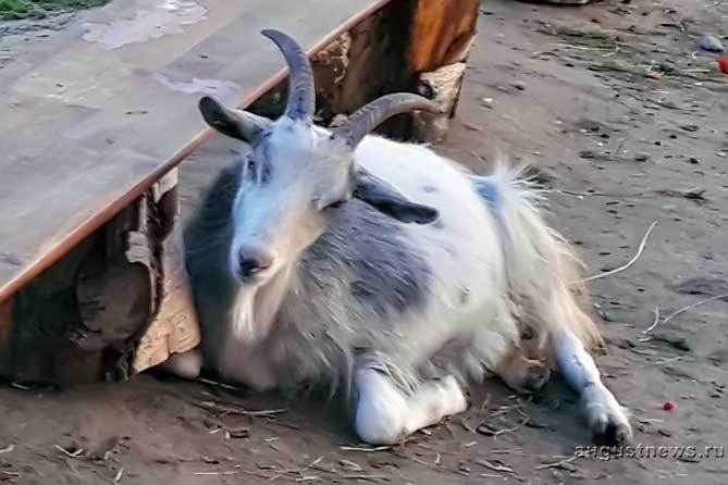 коза лежит во дворе