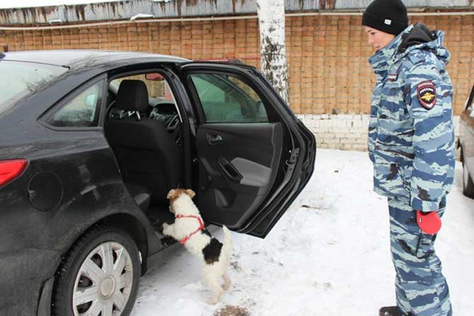 служебная собака белла обнюхивает салон автомобиля