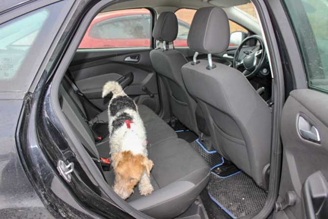 служебная собака Белла обнюхивает сидение автомобиля