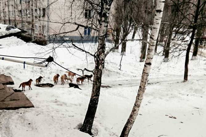 стая собак на дороге зимой