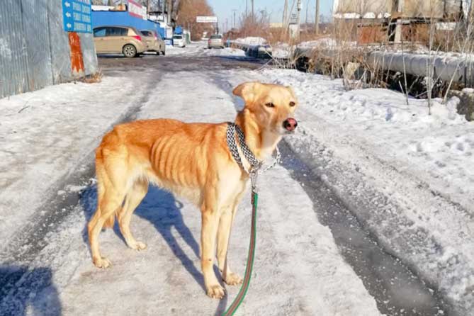 худая собака на улице