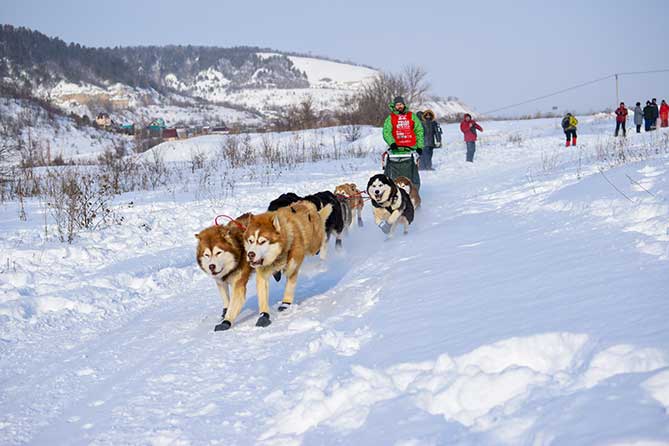бегут собаки по снегу