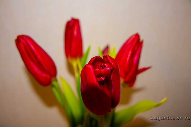 красные бордовые тюльпаны