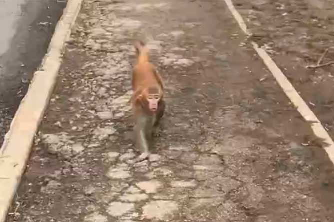 обезьяна бежит по дороге