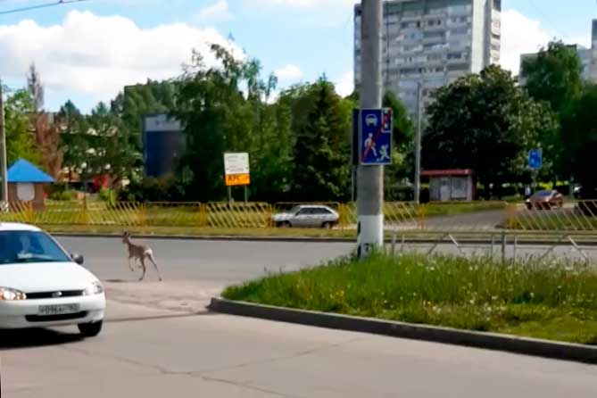 косуля бежит по дороге в городе