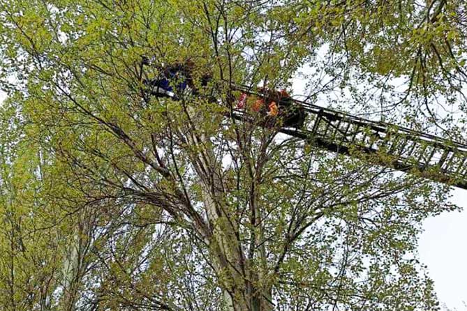 спасатели ловят енота на дереве
