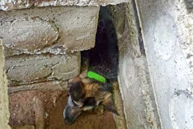 собака застряла между бетонными плитами