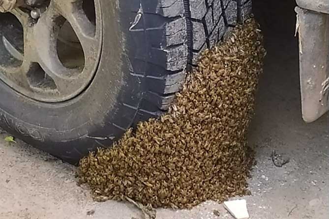 пчелы на колесе