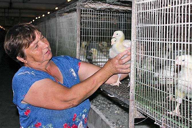 женщина держит цыпленка