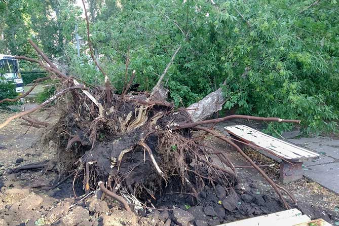 дерево ураган вывернул с корнем