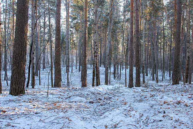 очищенный от захламленности лес зимой