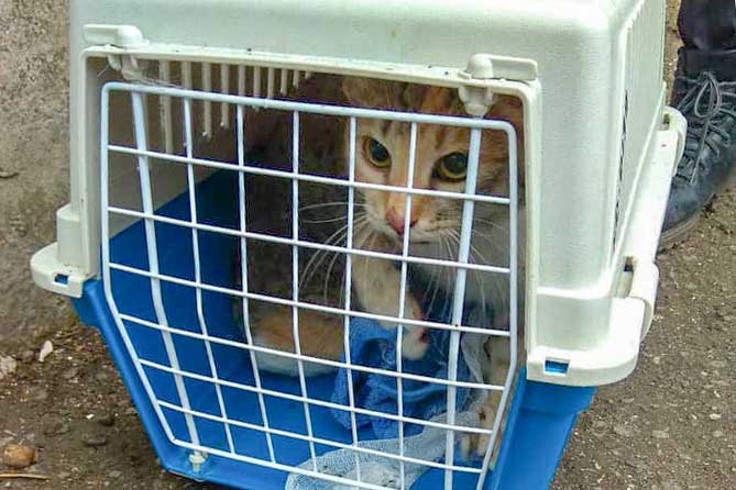 эвакуированный кот в переноске
