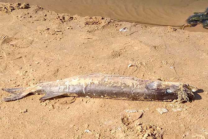 мертвая рыба на песке у озера