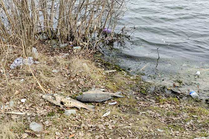 мертвая рыба на берегу озера Пляжное
