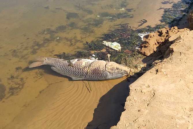 мертвая рыба в воде на озере Пляжное