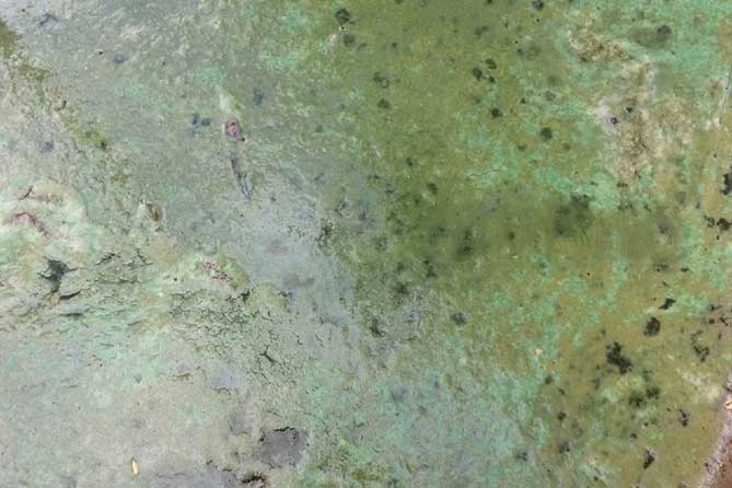 сине-зеленые водоросли на озере "Восьмерка" в мае