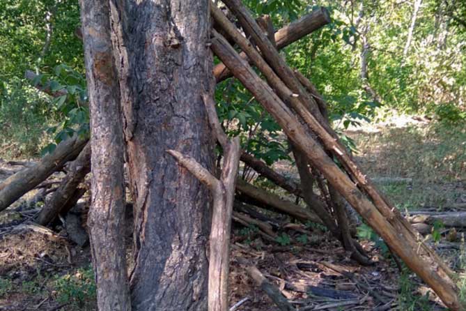 ветки деревьев сложены в виде шалаша