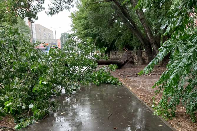 дерево после стихии упало на тротуар