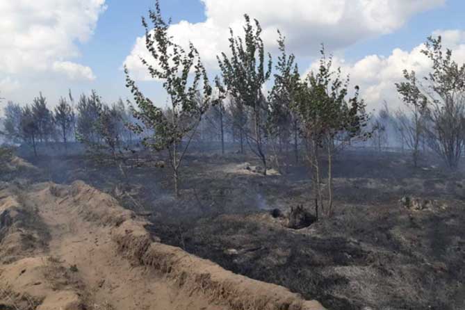 сгоревшие после пожара деревья в лесу