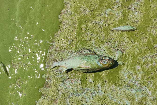 мертвая рыба в зеленой воде на Волге
