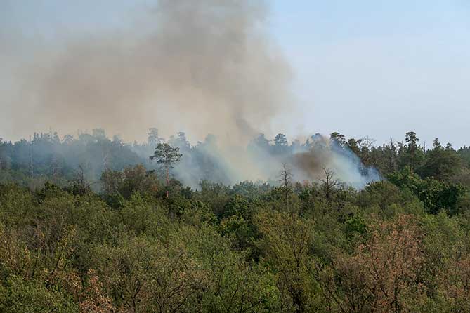 пожар в лесу 1 сентября 2021 года